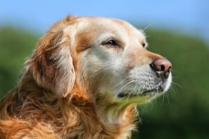 New Tricks for an Old Dog